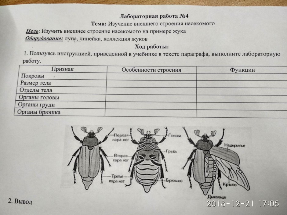 Жук линогравюра