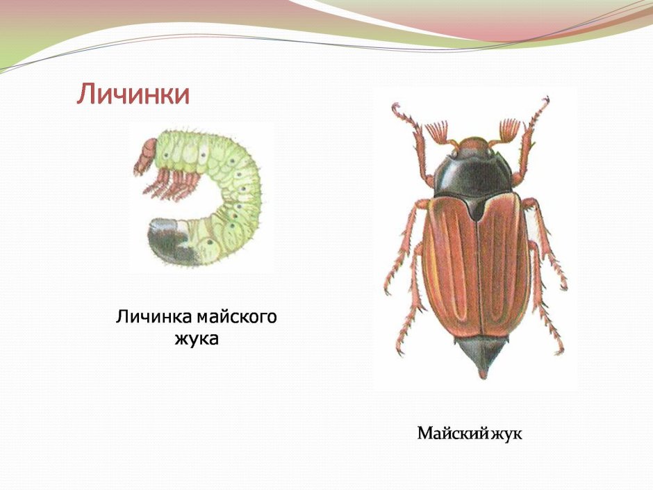 Стилизованная буква ж
