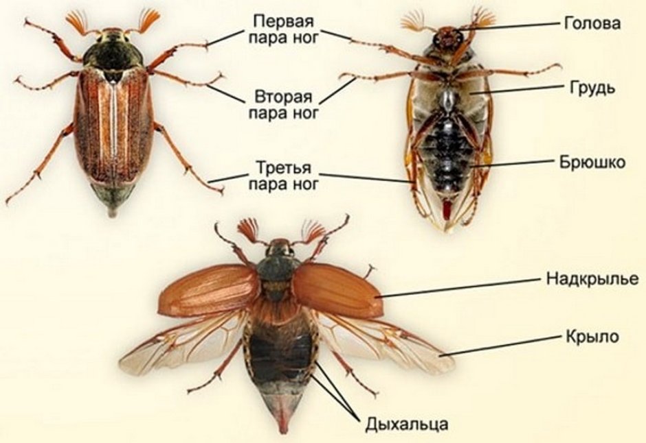 Жук Оглоед