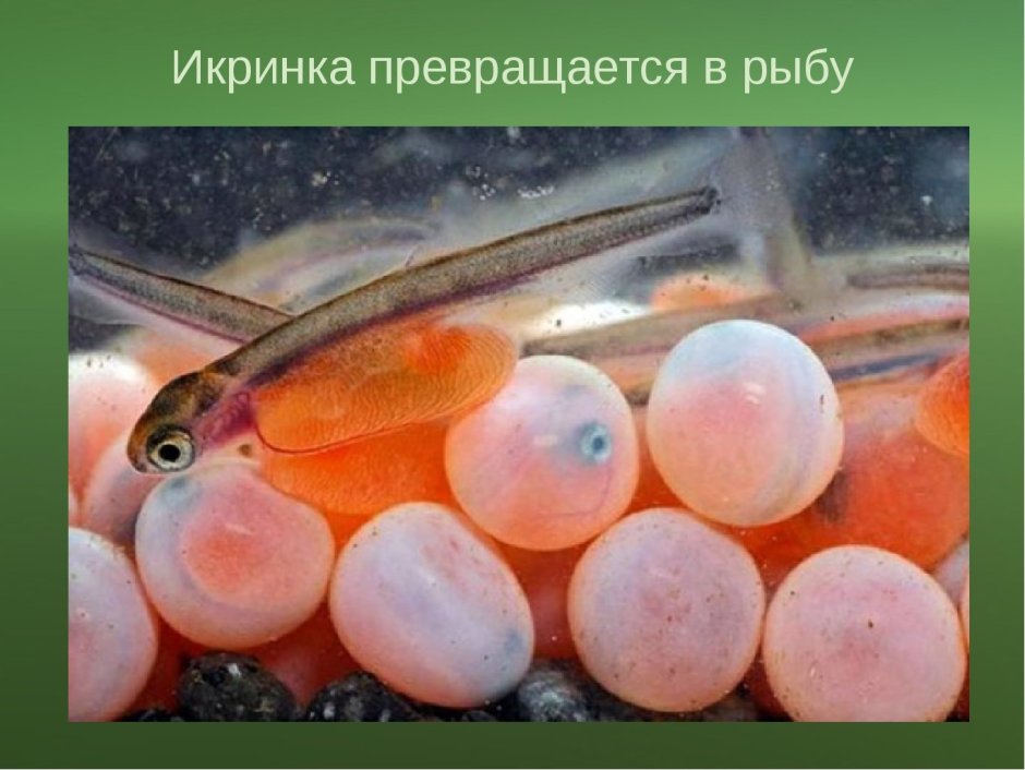 Радужная форель икринки