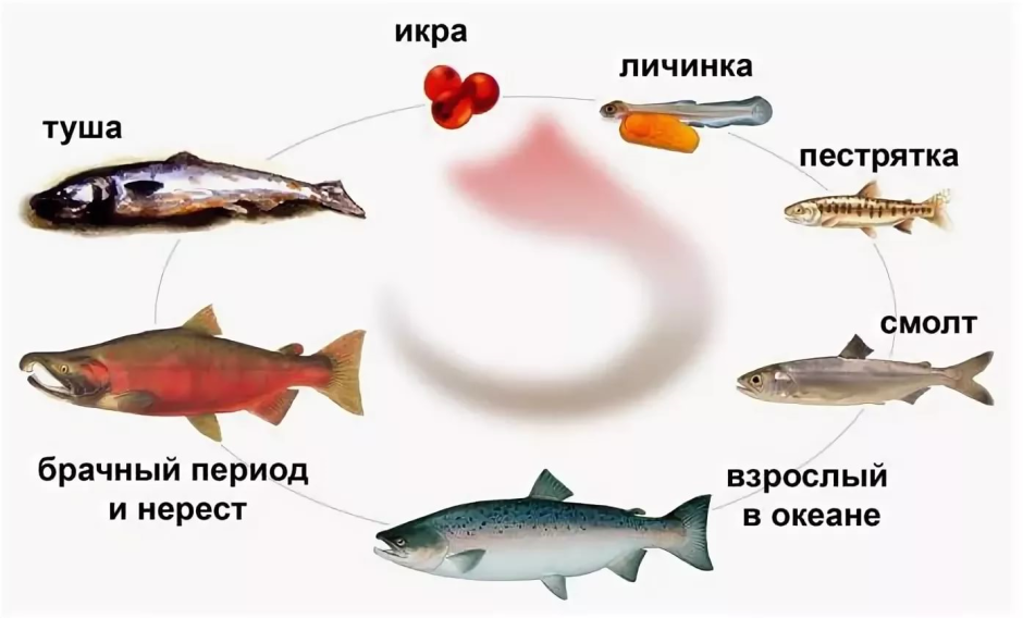 Малек горбуши