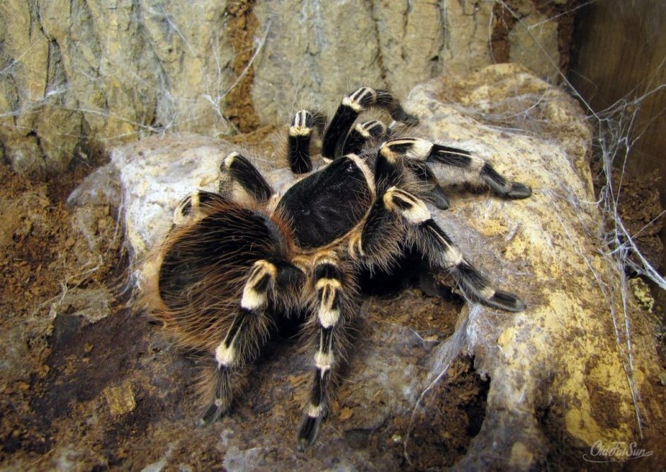 Паук Acanthoscurria geniculata