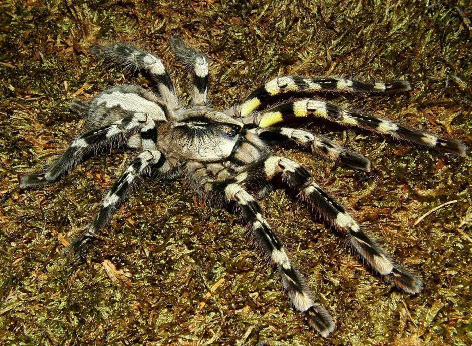 Индийский паук Poecilotheria