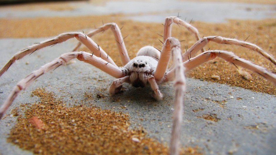 Leucorchestris arenicola