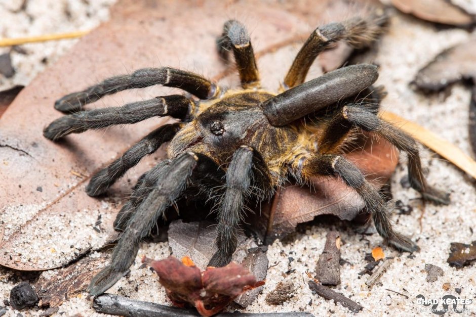 Ceratogyrus attonitifer