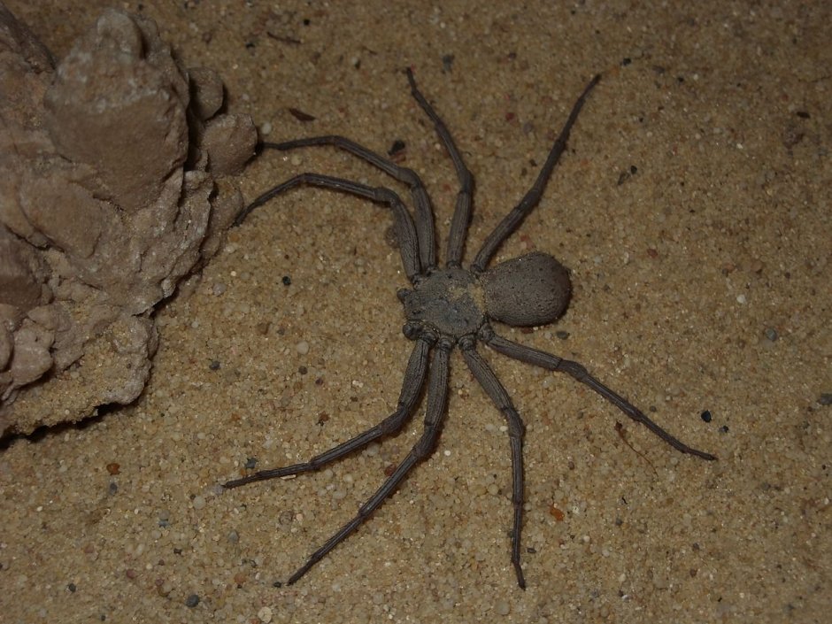 Sicarius thomisoides