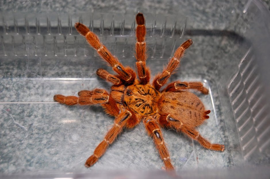 Lacon murinus