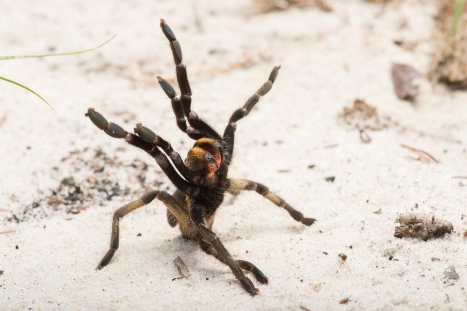 Ceratogyrus attonitifer