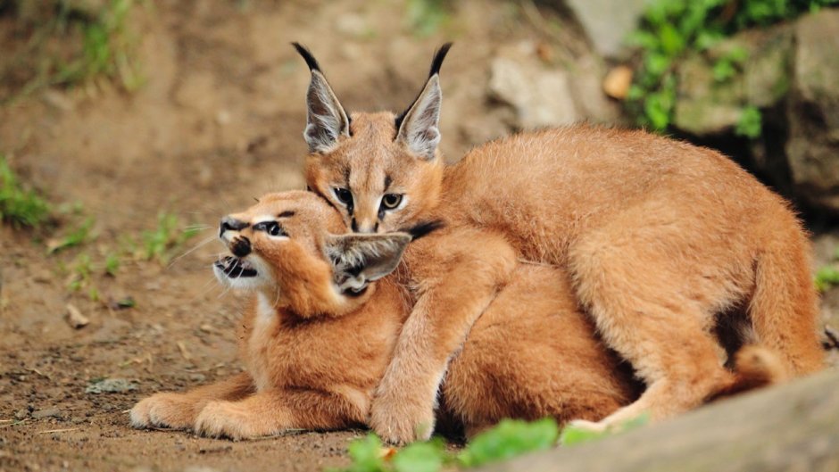 Дикие кошки: каракал (Felis Caracal)