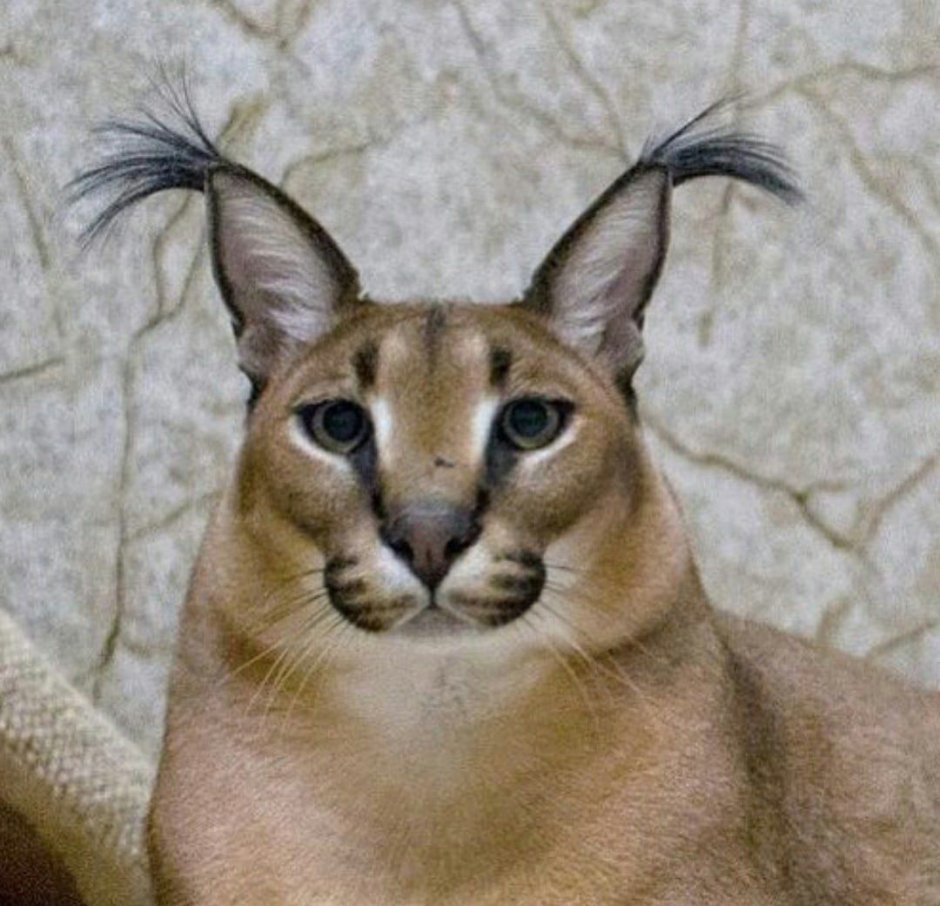 Каракул Шлепа