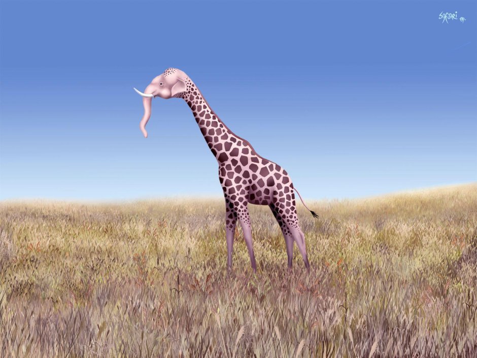 Короткошеий Жираф