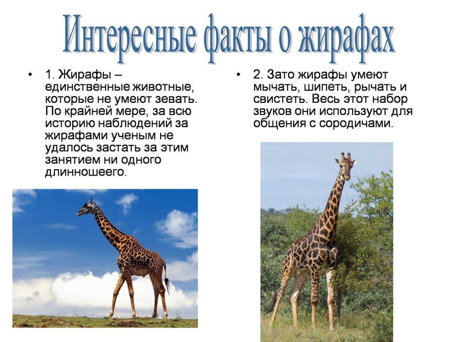 Доклад о жирафе
