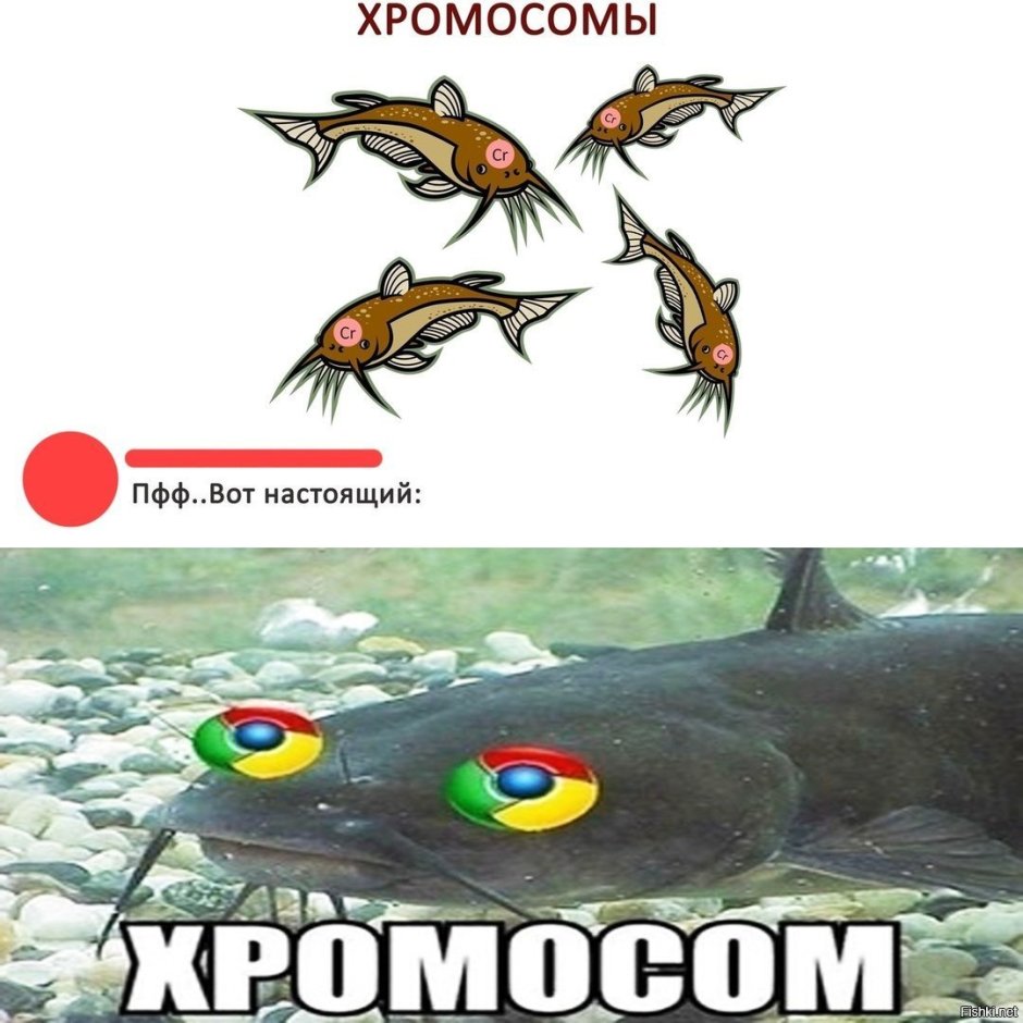 Хромосом рыба