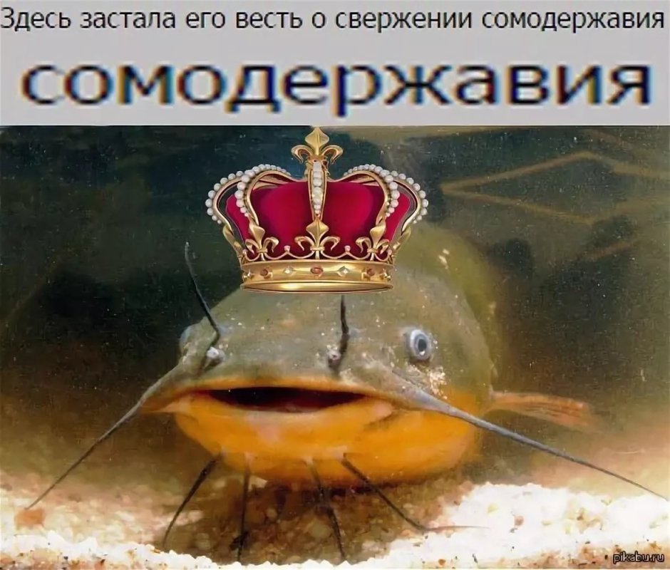 Приколы про сома