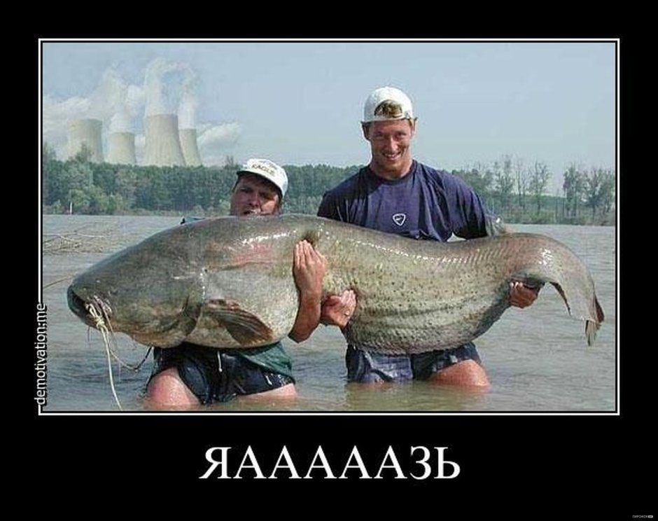 Рыба демотиватор