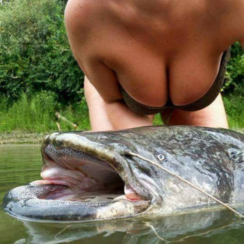 Смешной сом