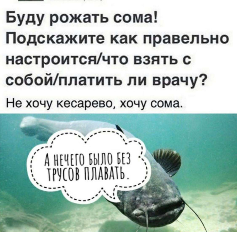 Шутки про сома