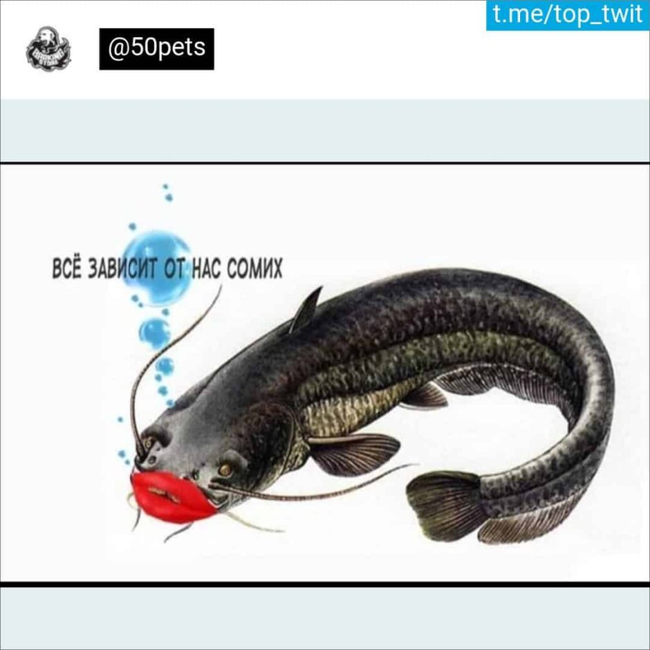 Все сома