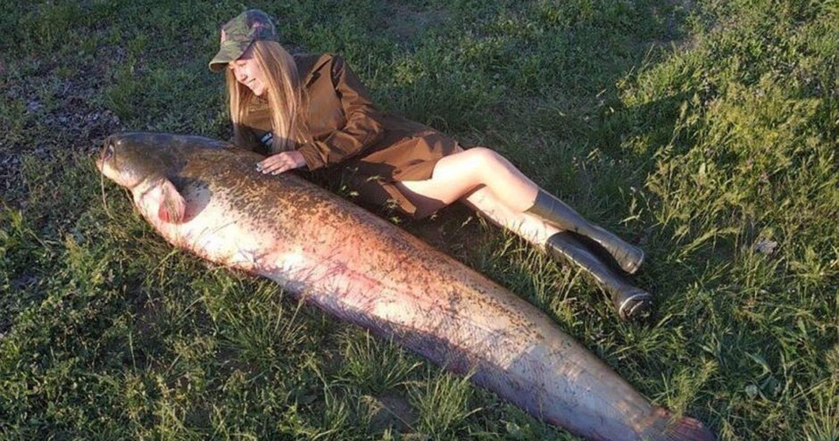 Самый большой пойманный сом