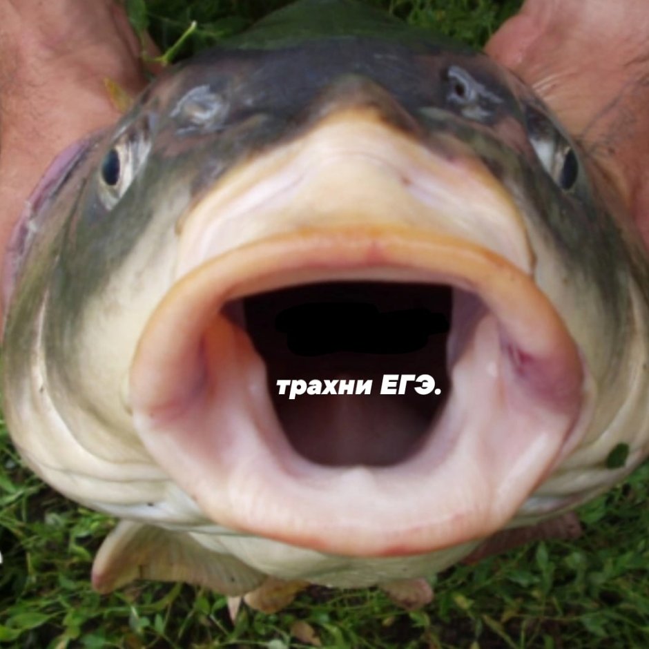 Сом с открытым ртом