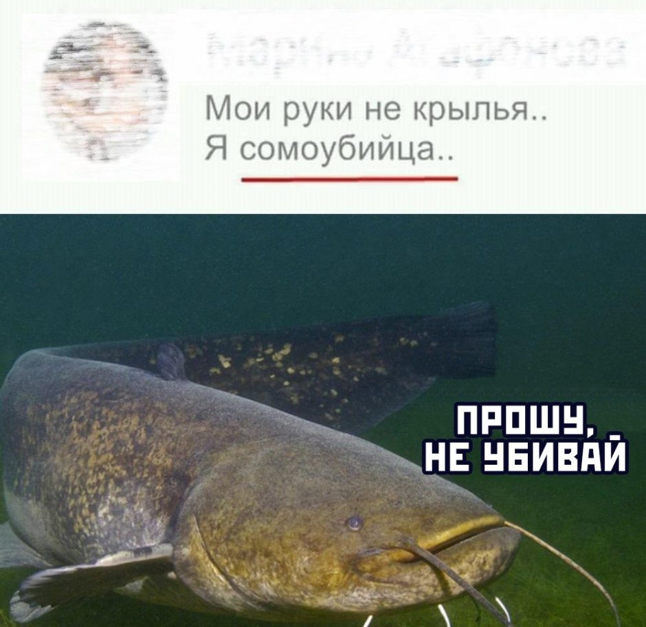 Европейский сом людоед