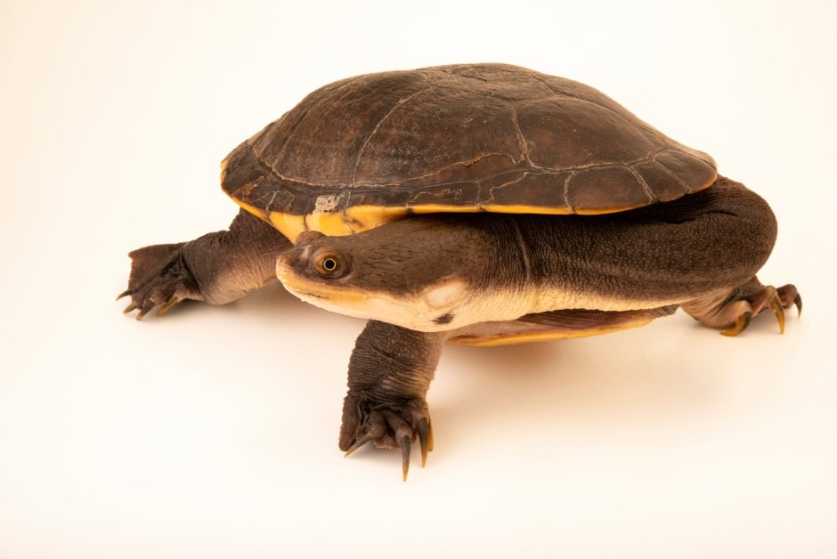 Chelodina oblonga