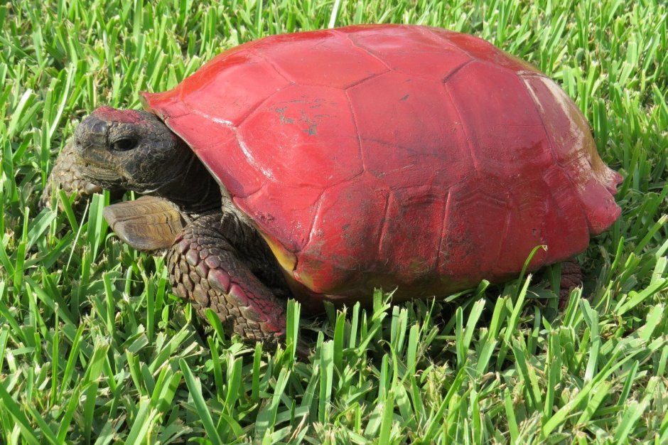 Chelodina oblonga