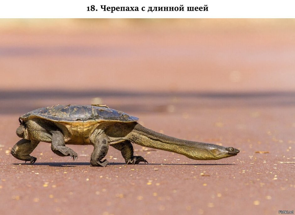 Австралийская змеиношеяя черепаха