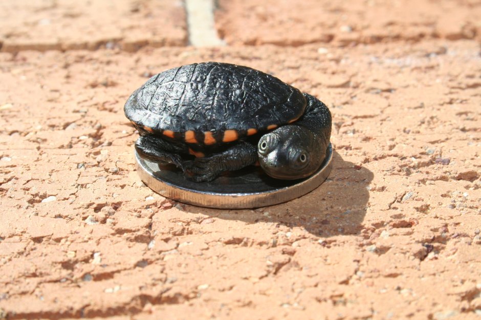 Batagur trivittata