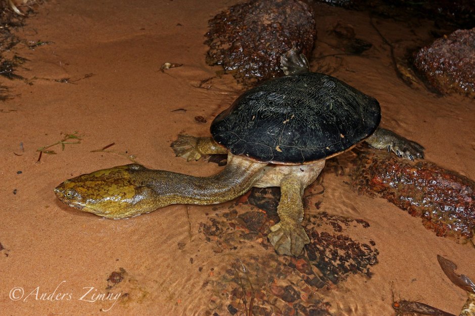 Chelodina steindachneri (Змеиношейная черепаха Штайндахнера)