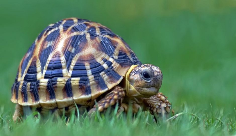 Galapagos giant Tortoise