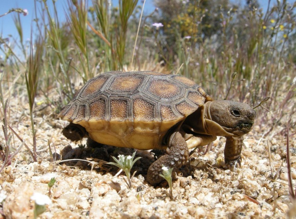 Chelodina siebenrocki