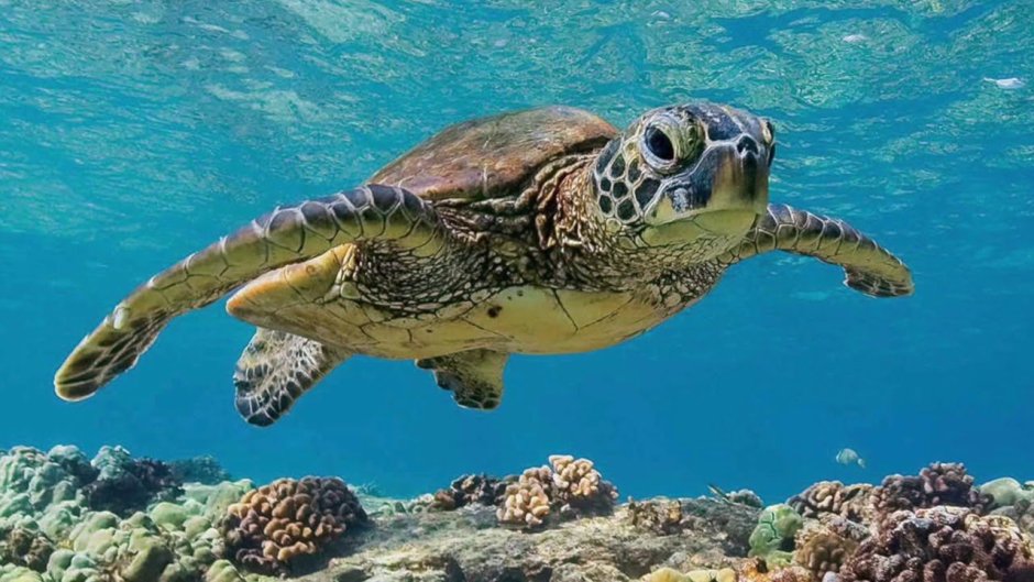 Chelodina oblonga