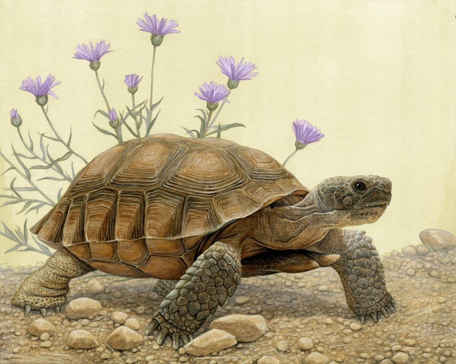 Giant Tortoise