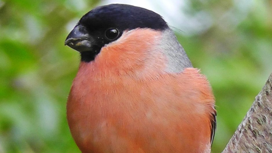 Celenaste Bullfinch