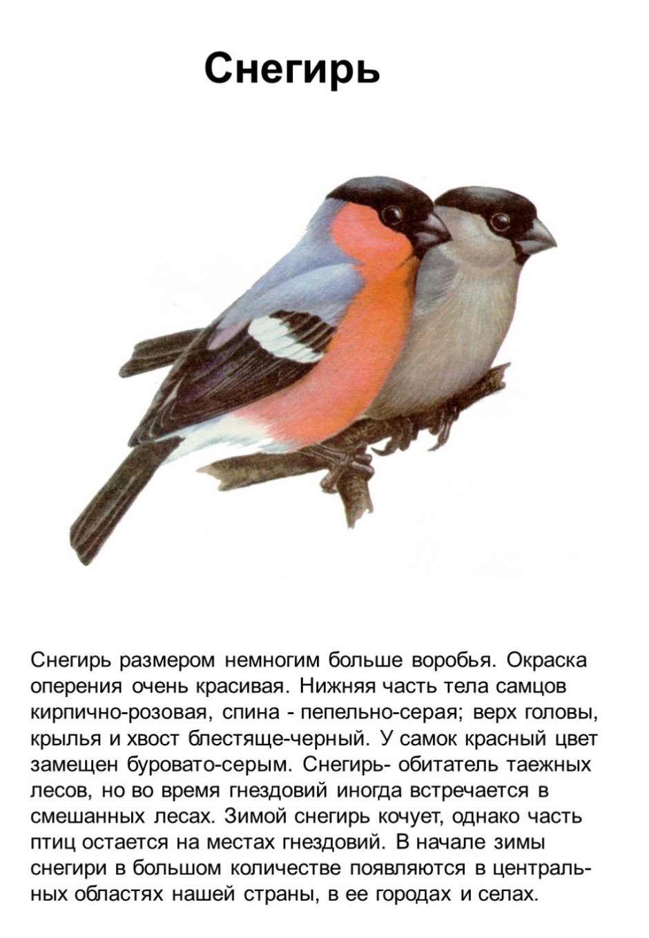 Снегирь птица описание для детей