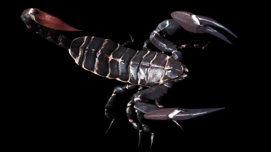 Могильный Скорпион арт