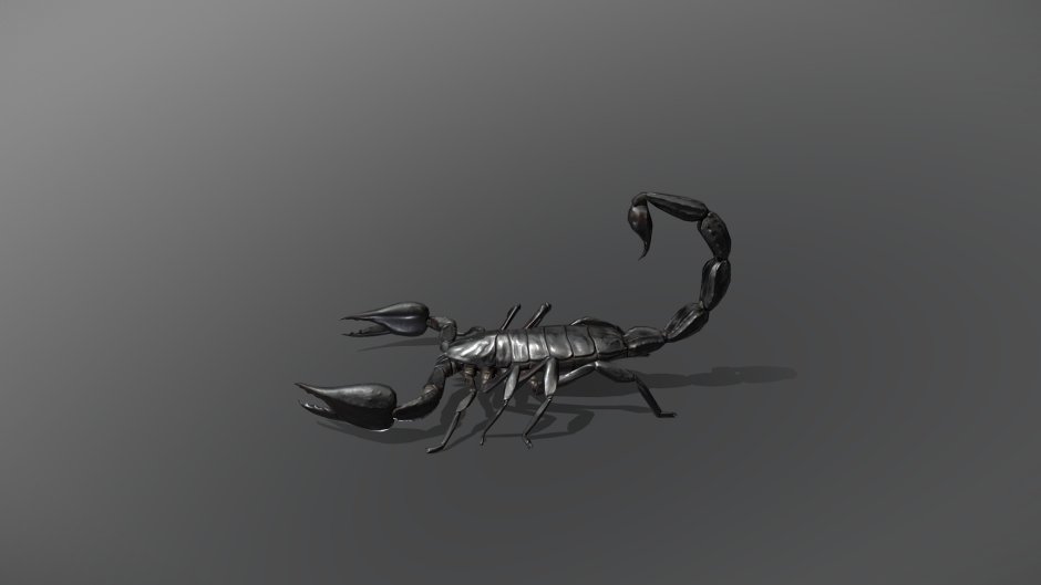 Скелет скорпиона настоящий