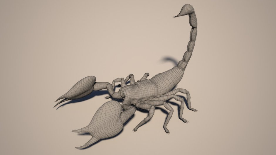 Голубой Императорский Скорпион