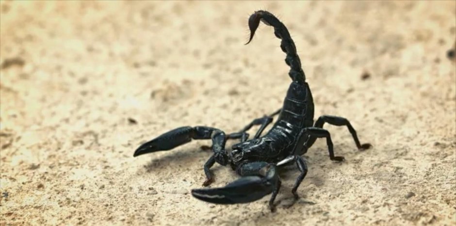 Скорпион картинки красивые