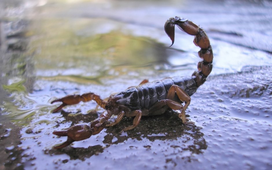 Тотем Скорпион