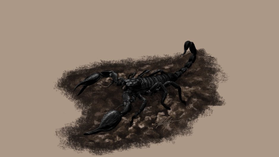 Скорпион гигантский в природе