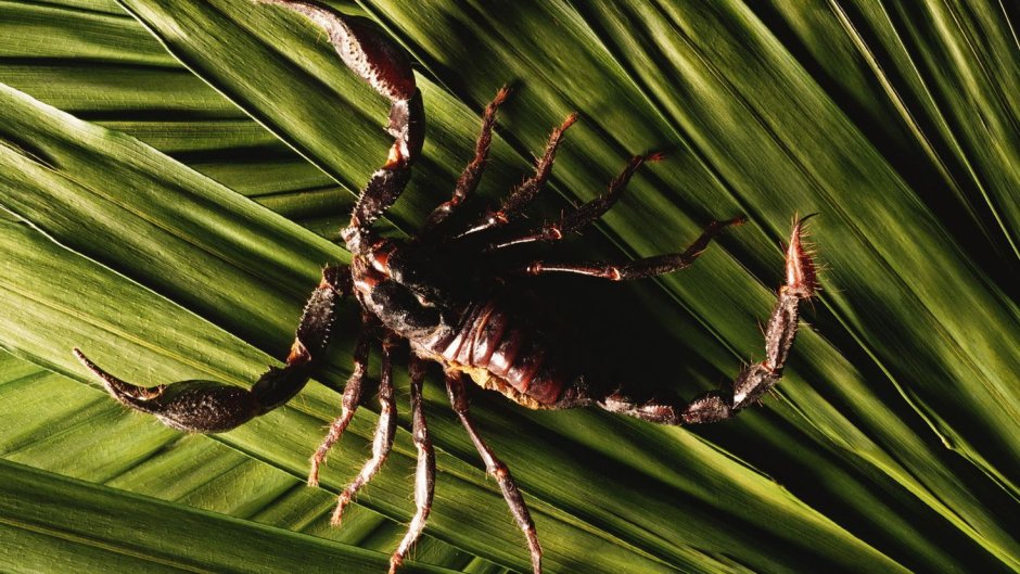 Креативный Скорпион