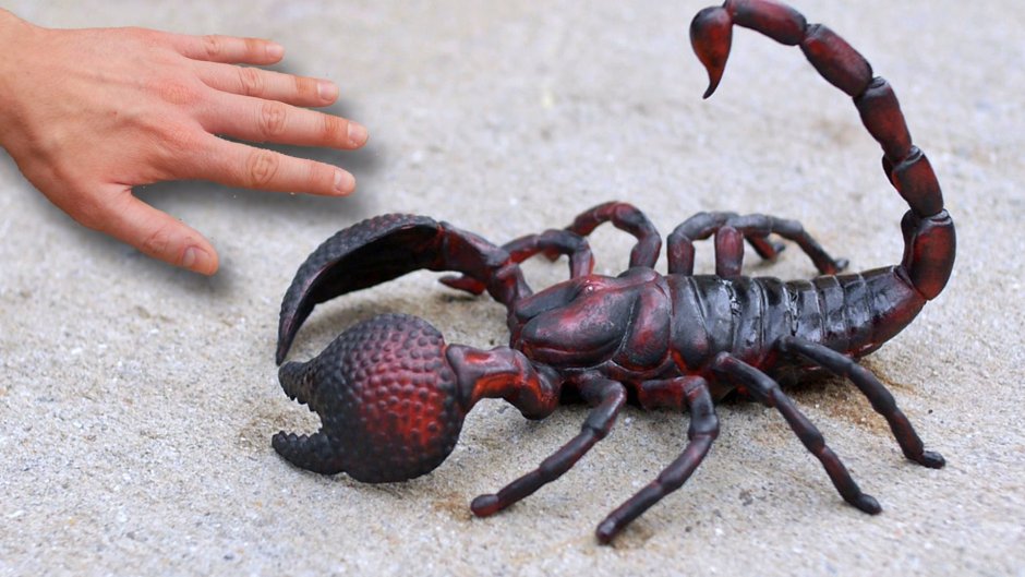 Скорпион против паука тарантула