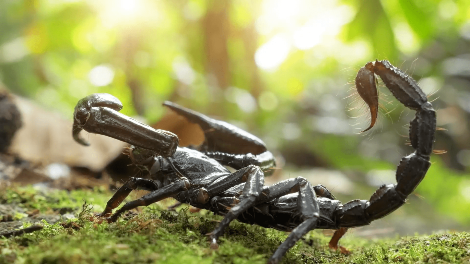 Скорпион цветной на прозрачном фоне