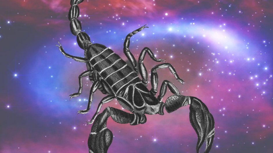 Арахнид Скорпион