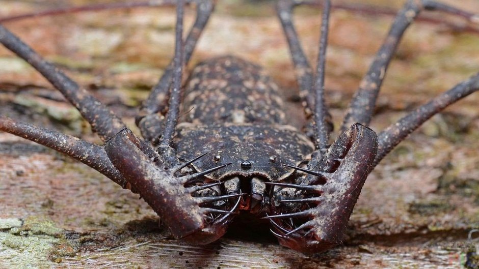 Скорпион Лейурус