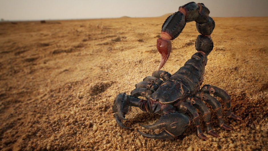 Скорпион на песке картина