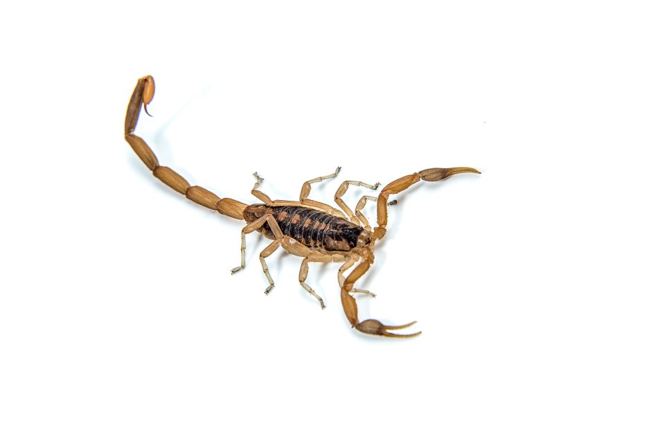 Лучшие иллюстрации Скорпион мир путешествия