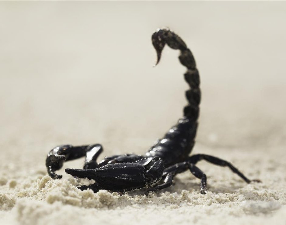 Скорпион обои